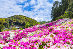 三室戸寺 ツツジ