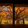 雷山千如寺大悲王院 紅葉 3