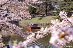 彦根城 桜 16