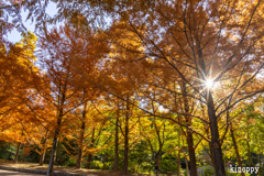 神戸市立森林植物園 紅葉 2