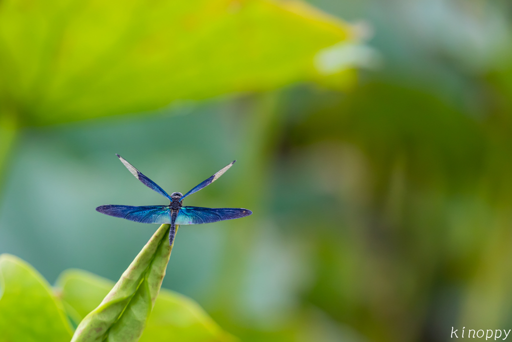 唐比ハス園 チョウトンボ