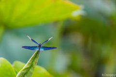 唐比ハス園 チョウトンボ