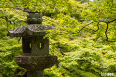 談山神社 新緑 6