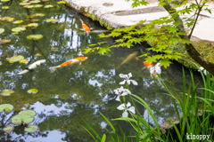 南禅寺天授庵 新緑 2