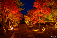 仁和寺 ライトアップ 9