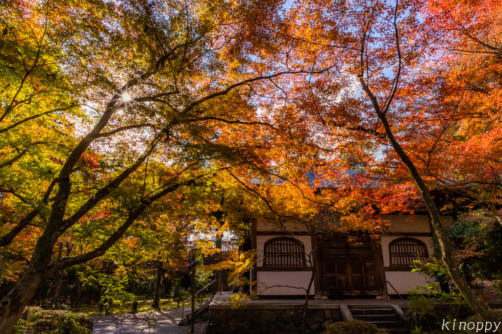 地蔵院 紅葉 6