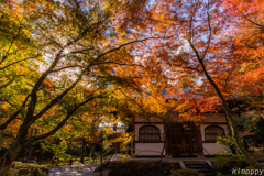 地蔵院 紅葉 6