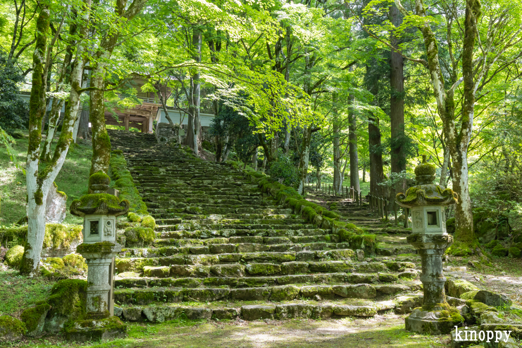 高源寺 新緑 4