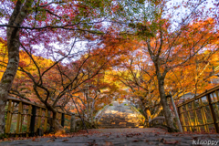 円通寺 紅葉 3