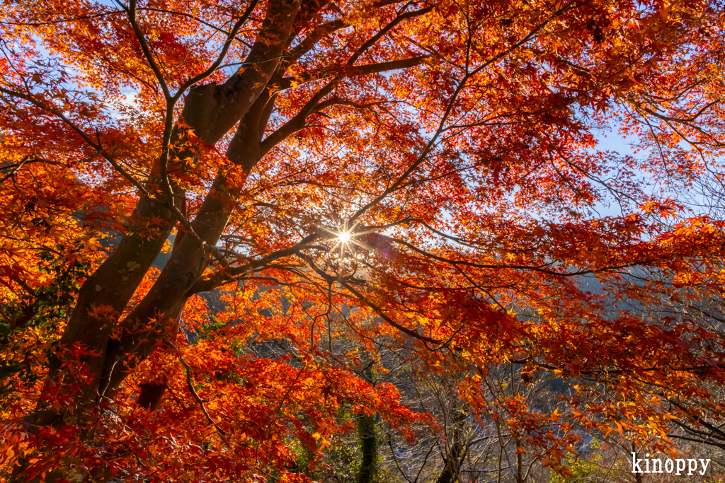 長谷寺 紅葉 7