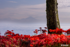 源氏浜 彼岸花 2