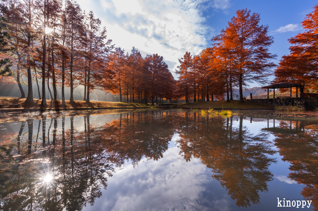 三田小野公園 ラクショウ 2