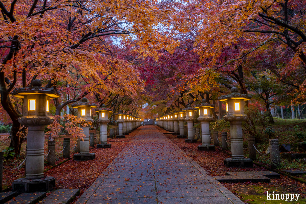 高山寺 紅葉