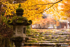 高源寺 紅葉 9