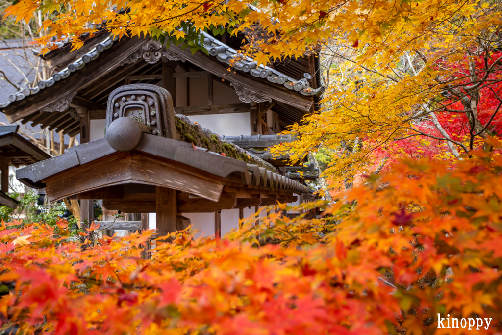 龍穏寺 紅葉 4