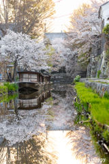 八幡堀 桜 2