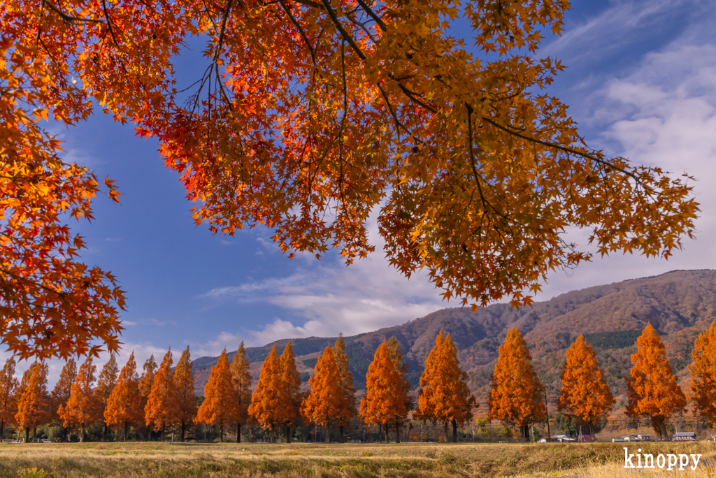 メタセコイア並木 紅葉 7