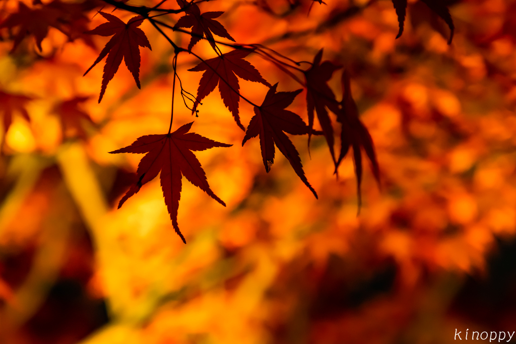 清水寺 紅葉 ライトアップ 7