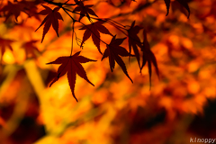 清水寺 紅葉 ライトアップ 7
