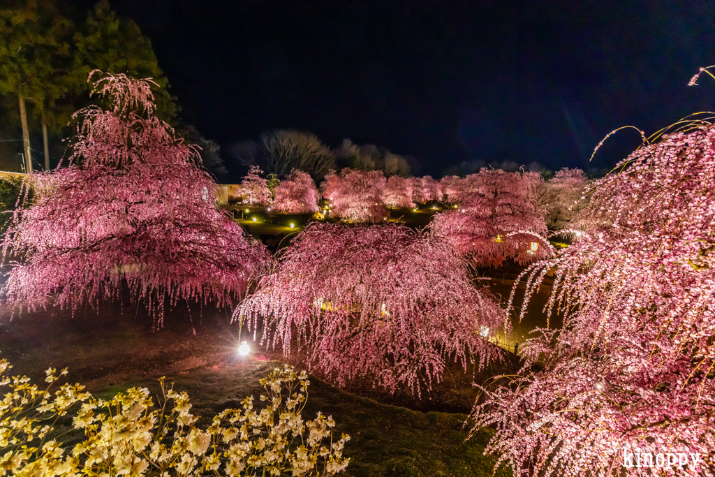 鈴鹿の森庭園 13