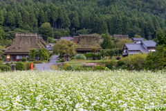 かやぶきの里 そば畑