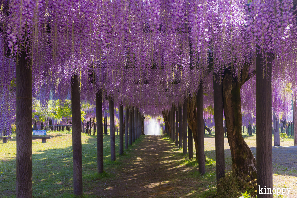 白井大町藤公園 藤