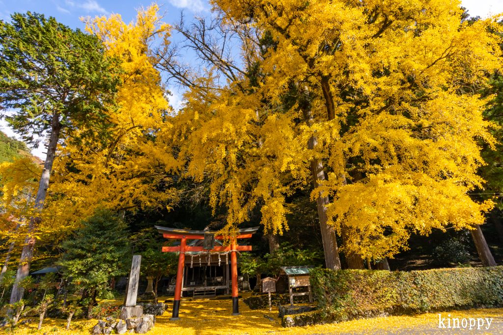 岩戸落葉神社 紅葉