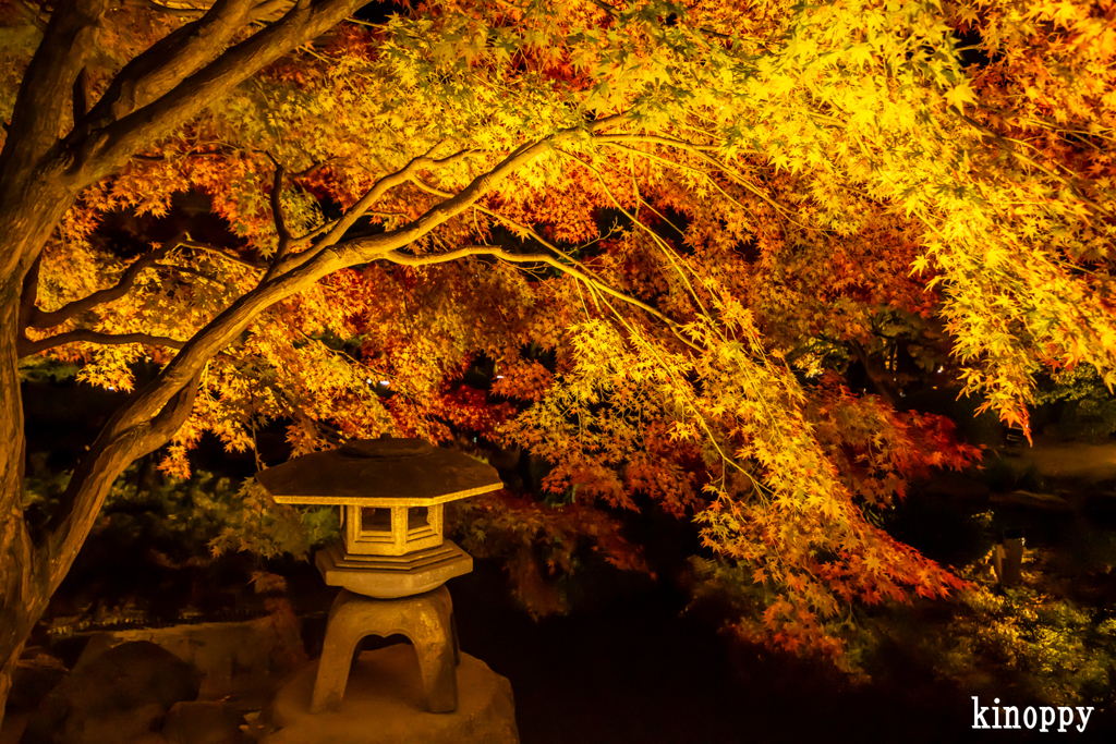 東寺 ライトアップ 6