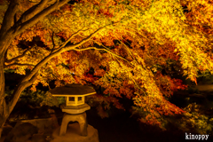 東寺 ライトアップ 6