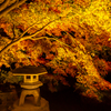 東寺 ライトアップ 6