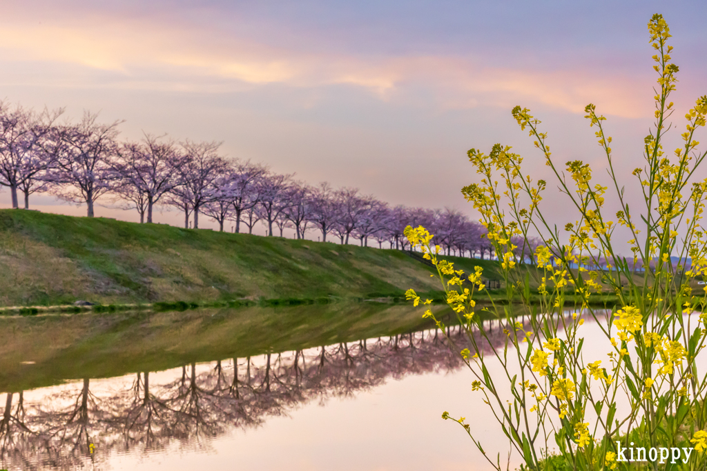 おの桜づつみ回廊 夕景 2