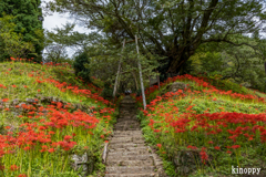 佛隆寺 彼岸花