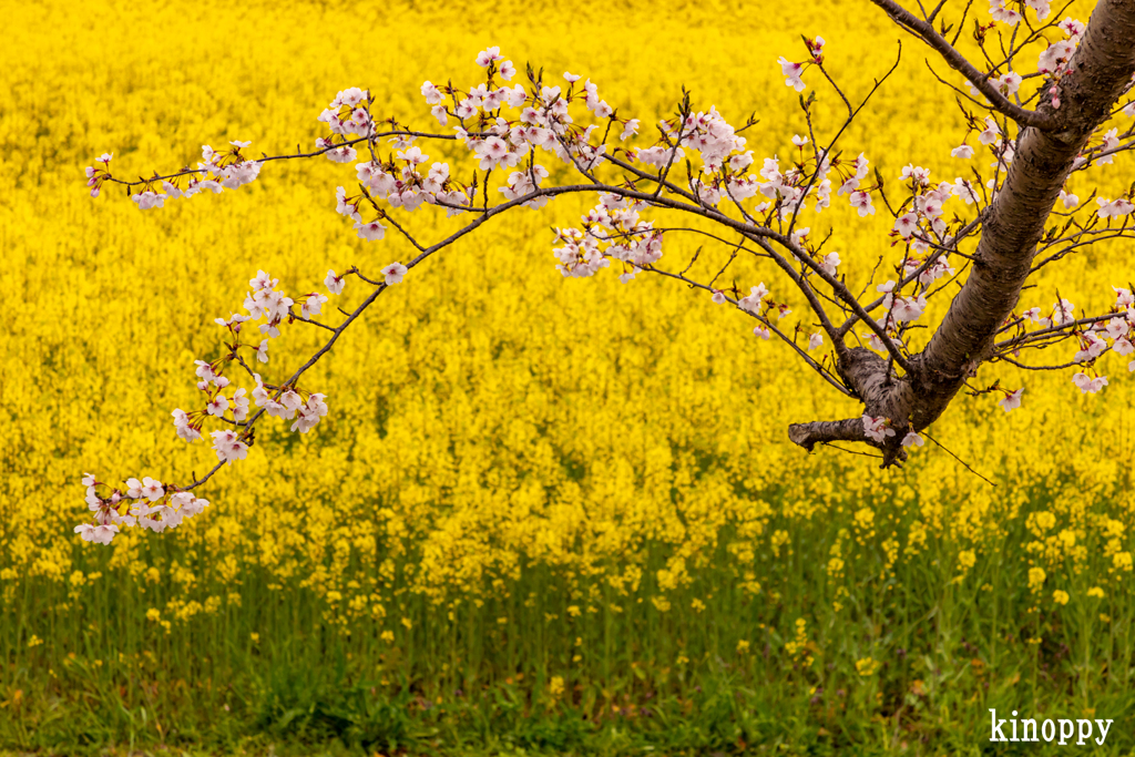 藤原宮跡　菜の花と桜 4