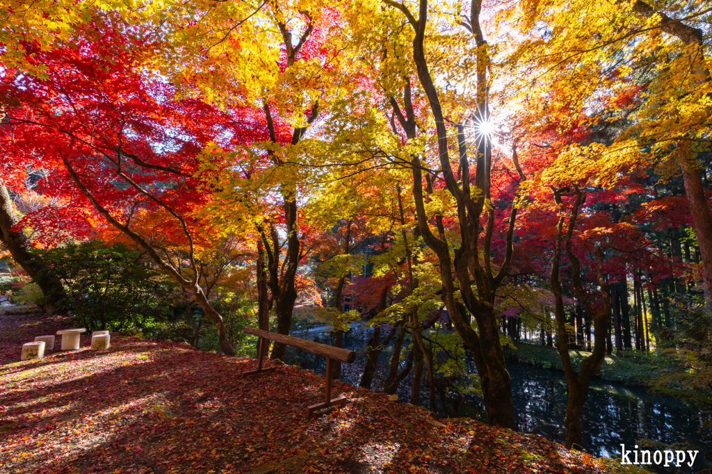 洞光寺 紅葉 3