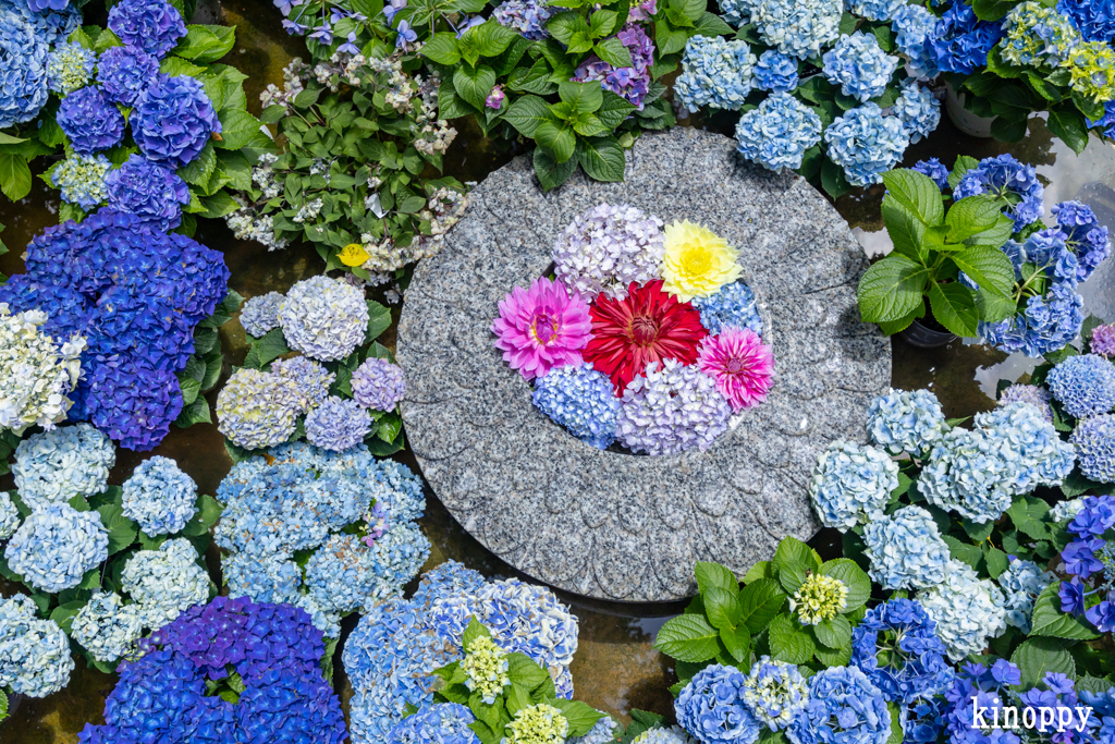 岡寺 あぢさゐ回廊 8