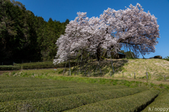 納戸料 百年桜 3