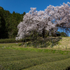 納戸料 百年桜 3