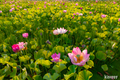 ヤマサ蒲鉾 蓮の花苑 16