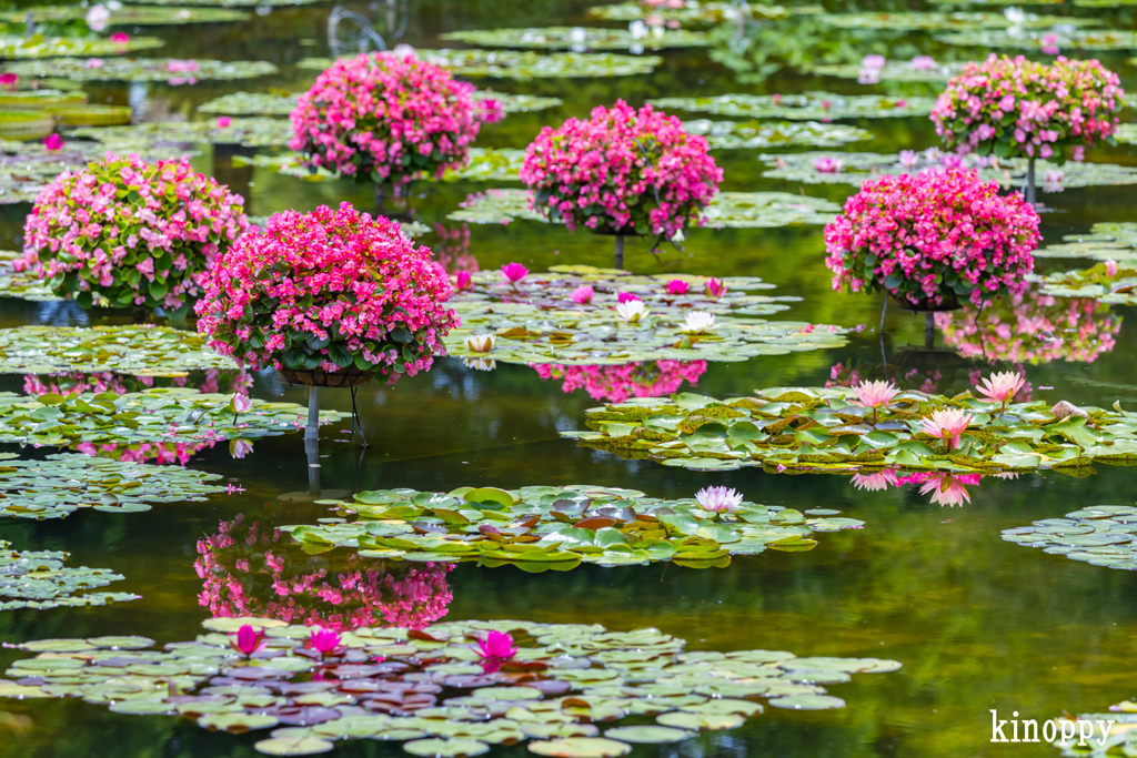 草津市立水生植物公園