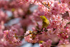 白野江植物公園 河津桜 メジロ 2