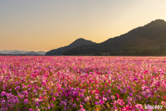 馬場 コスモス畑 5