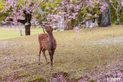 奈良公園 桜 2