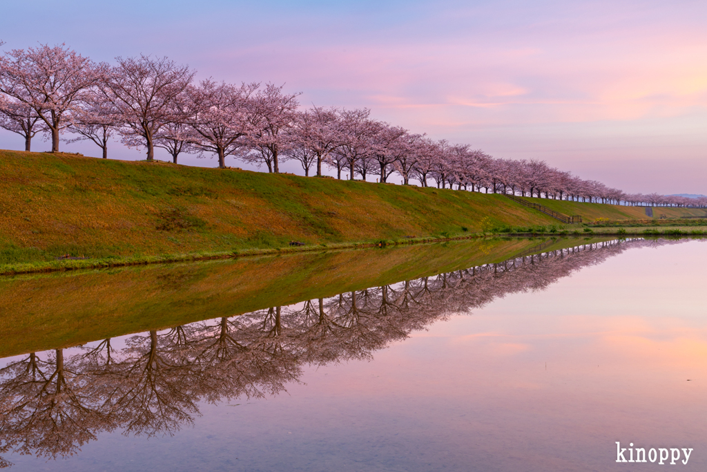 おの桜づつみ回廊 朝景色