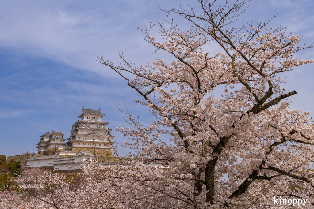 姫路城 桜 7