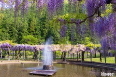 白井大町藤公園 6