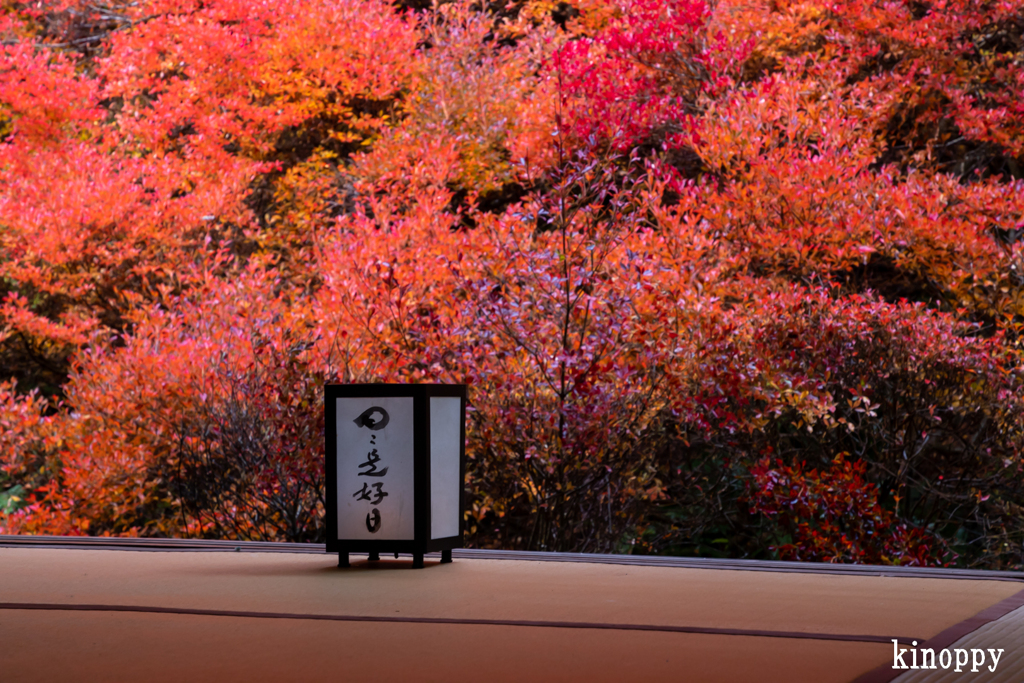 安国寺 ドウダンツツジ 3