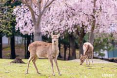 奈良公園 桜 3