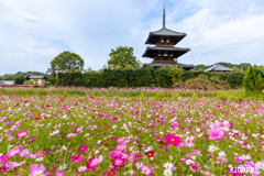 法起寺 コスモス 2