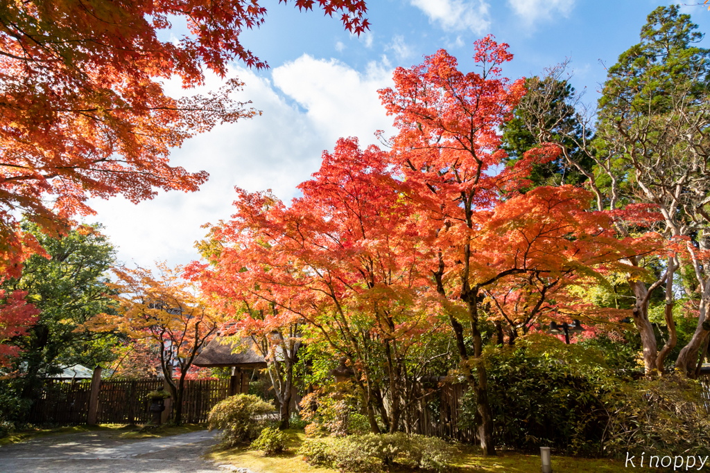 湯布院 金鱗湖 秋景色 6