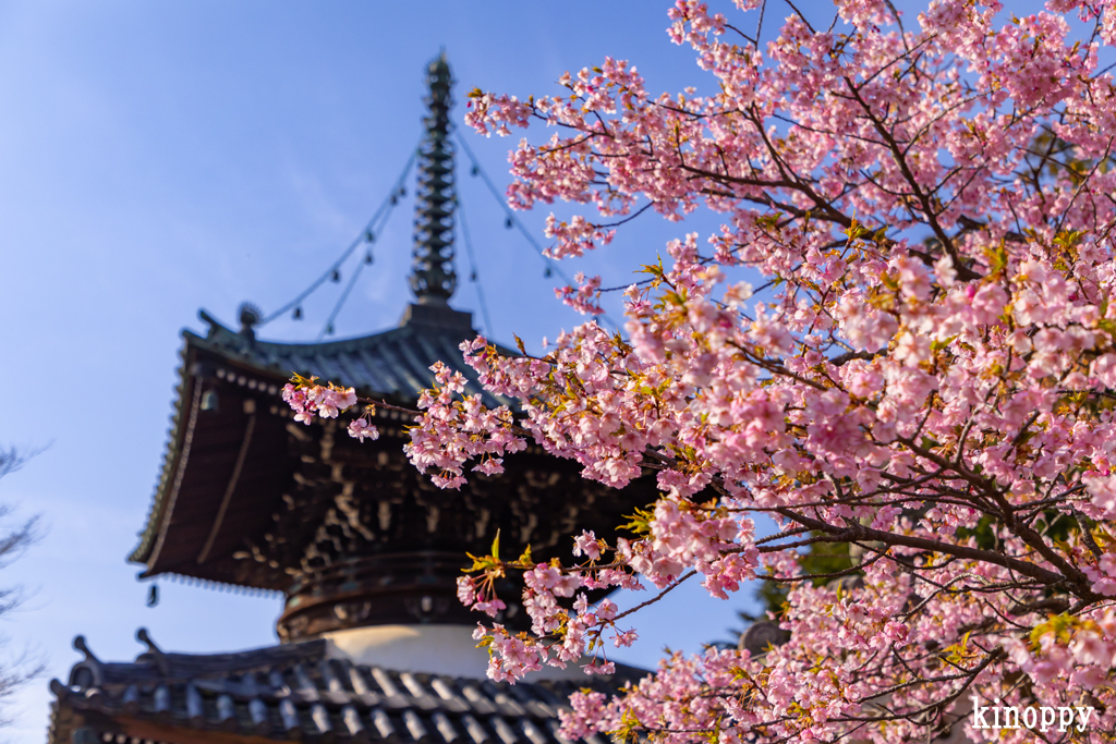 清凉寺 河津桜 3